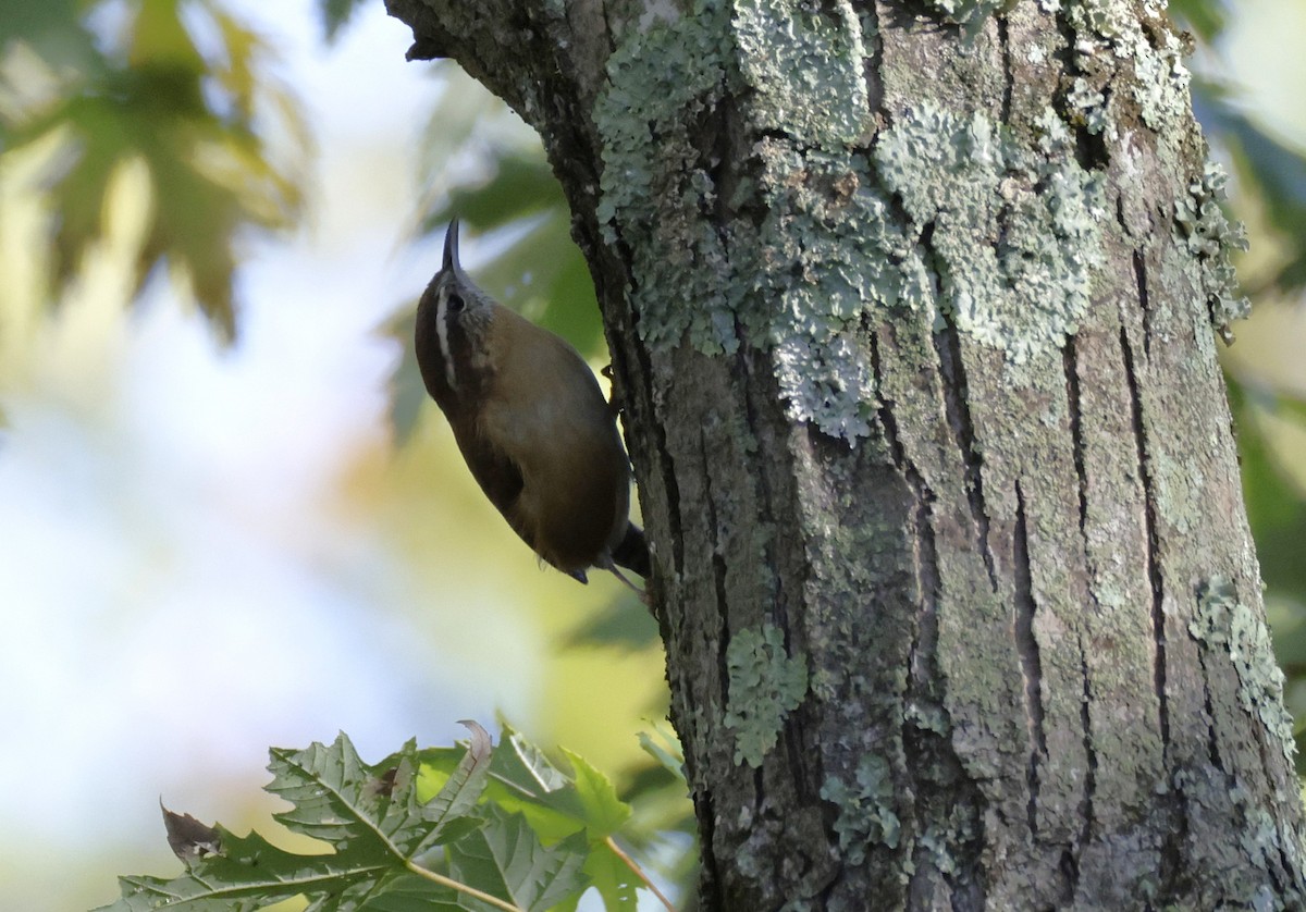 Carolina Wren - ML643956351