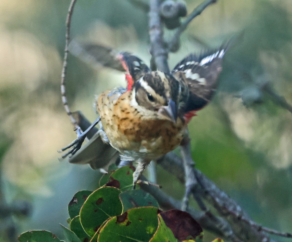 Rose-breasted Grosbeak - ML643956352