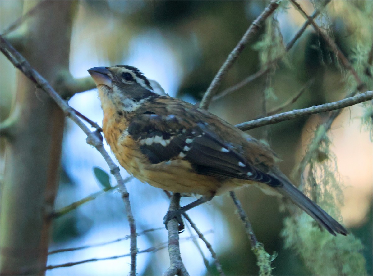 Rose-breasted Grosbeak - ML643956357
