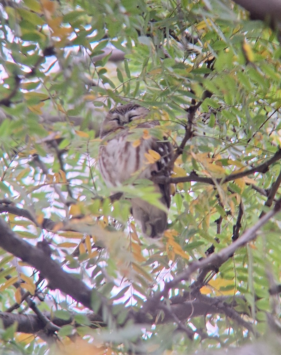 Northern Saw-whet Owl - ML643956362