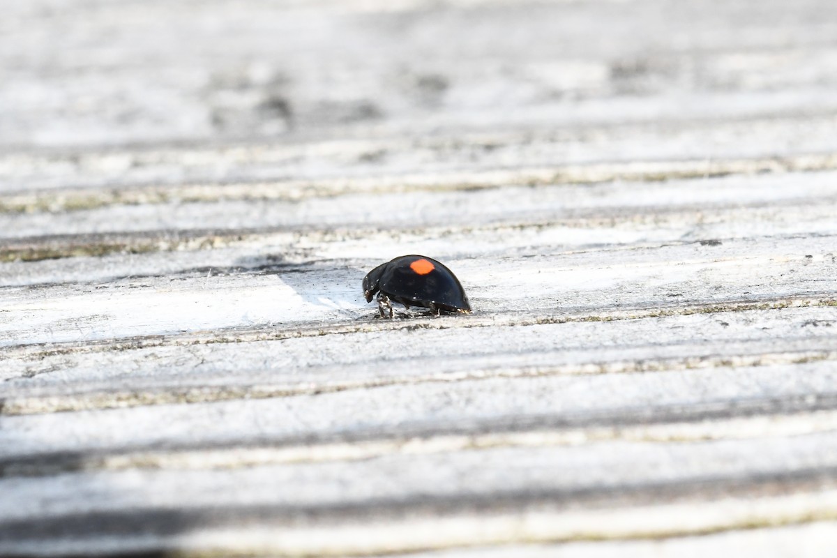 Twice-stabbed Lady Beetle - ML643956378