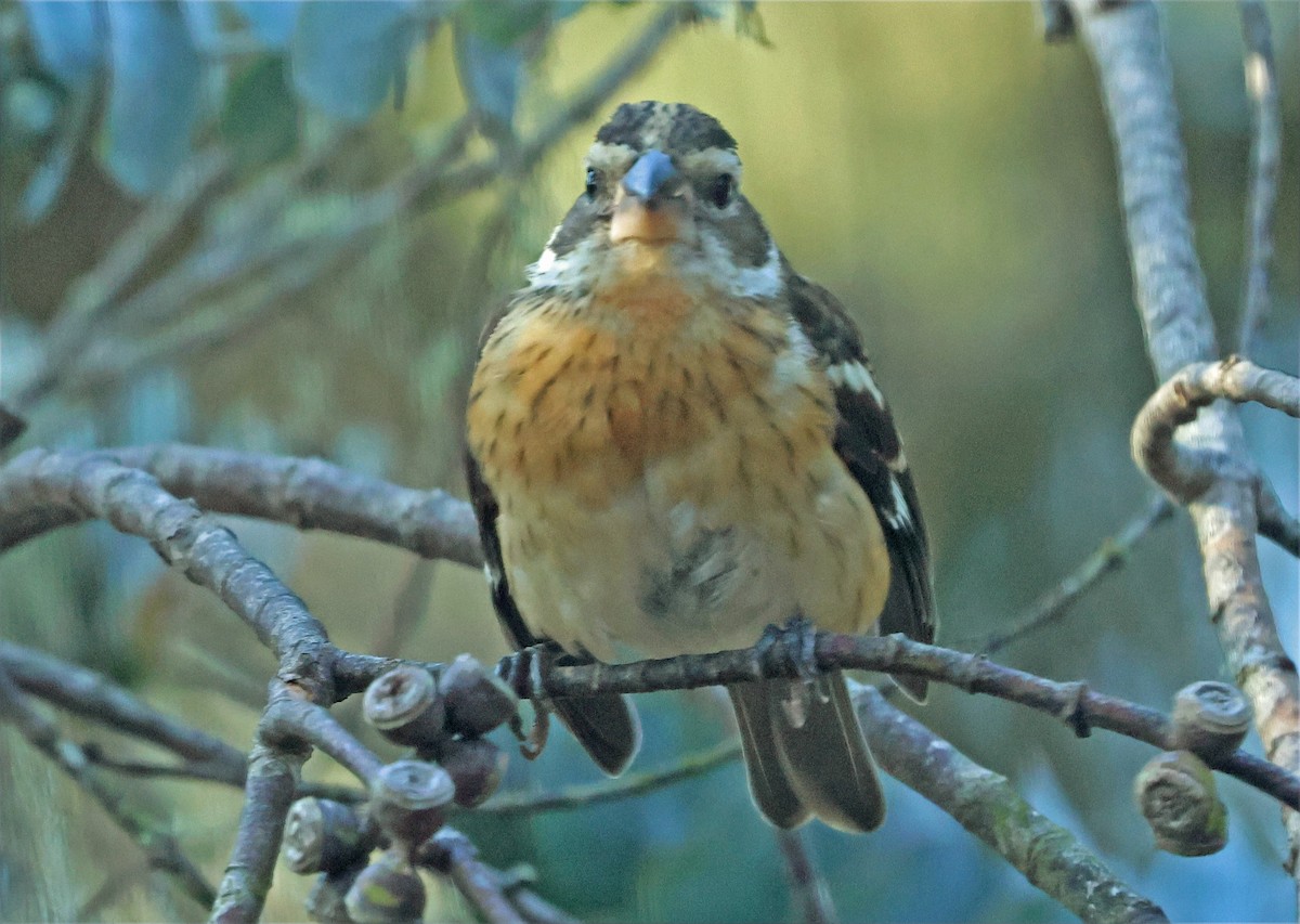 Rose-breasted Grosbeak - ML643956379