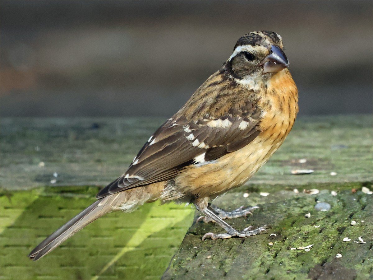 Rose-breasted Grosbeak - ML643956392
