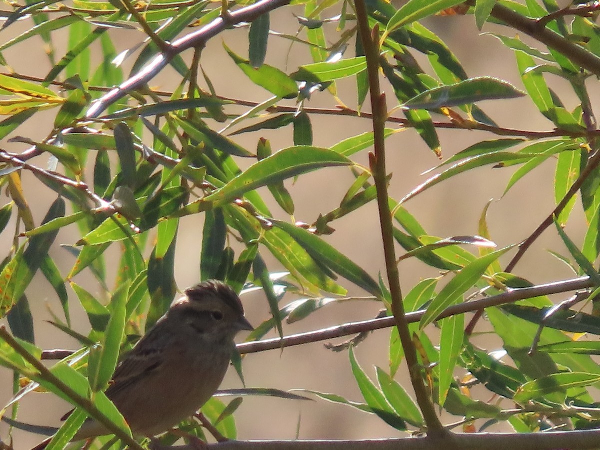 גיבתון סלעים - ML643956394