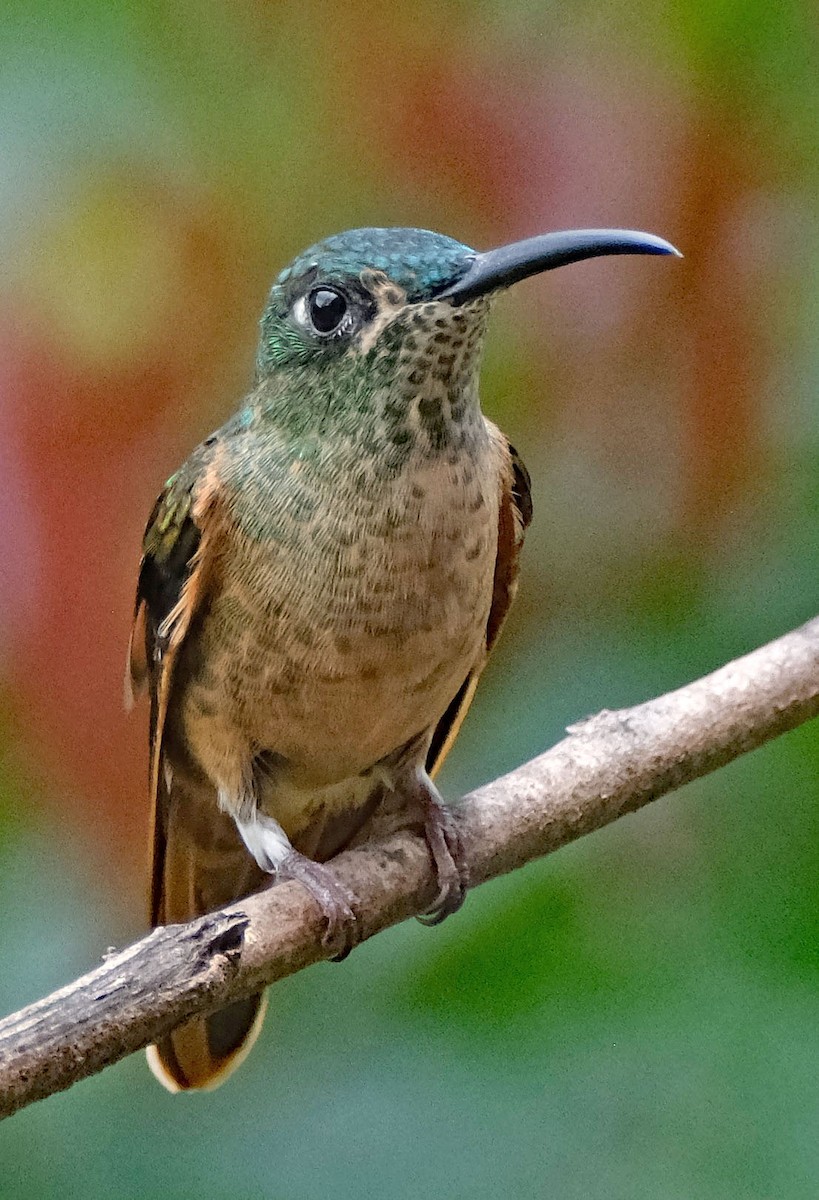 Fawn-breasted Brilliant - ML643956410