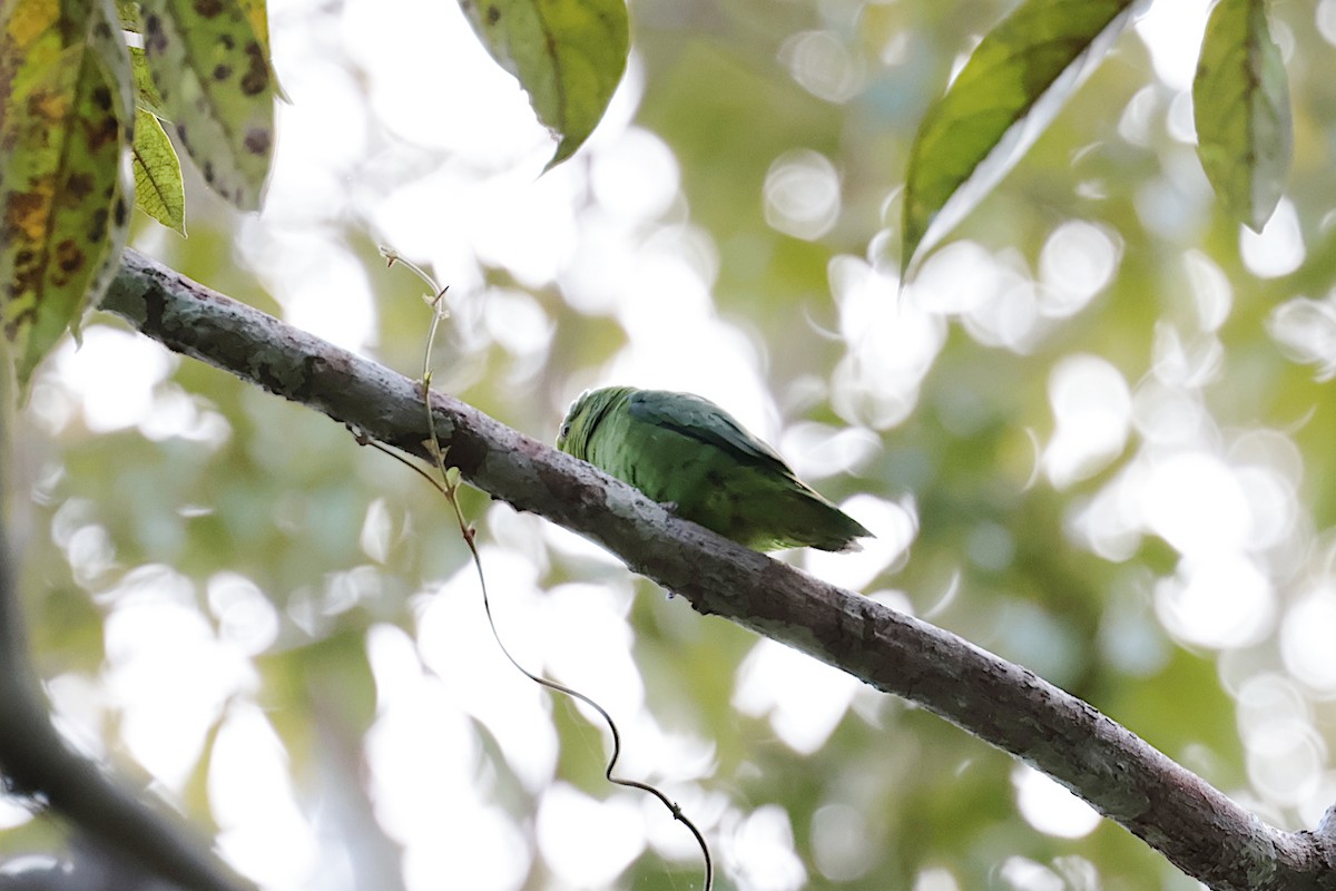 Riparian Parrotlet - ML643956451
