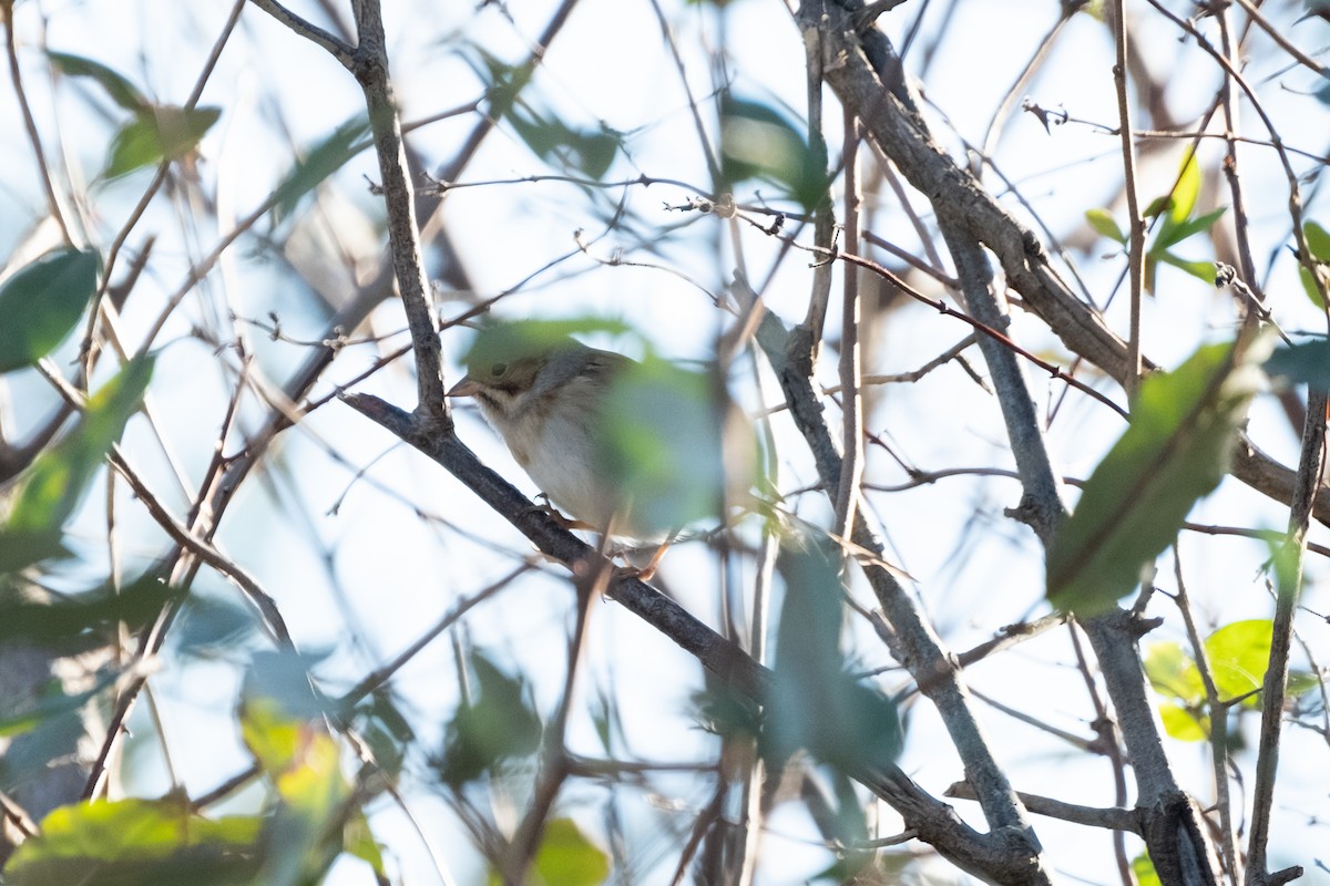 Clay-colored Sparrow - ML643956464