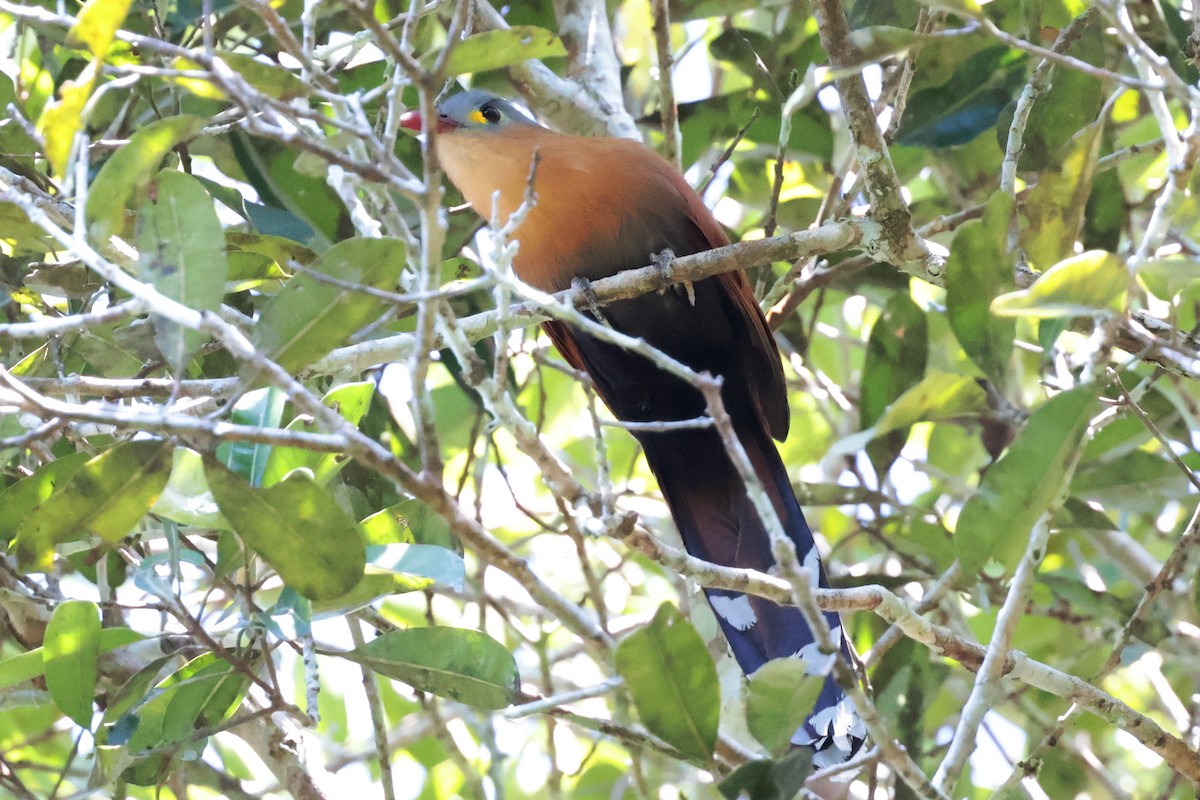 Black-bellied Cuckoo - ML643956482