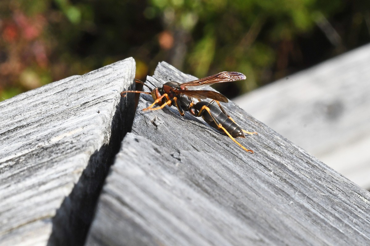 Avispa papelera impostora - ML643956485