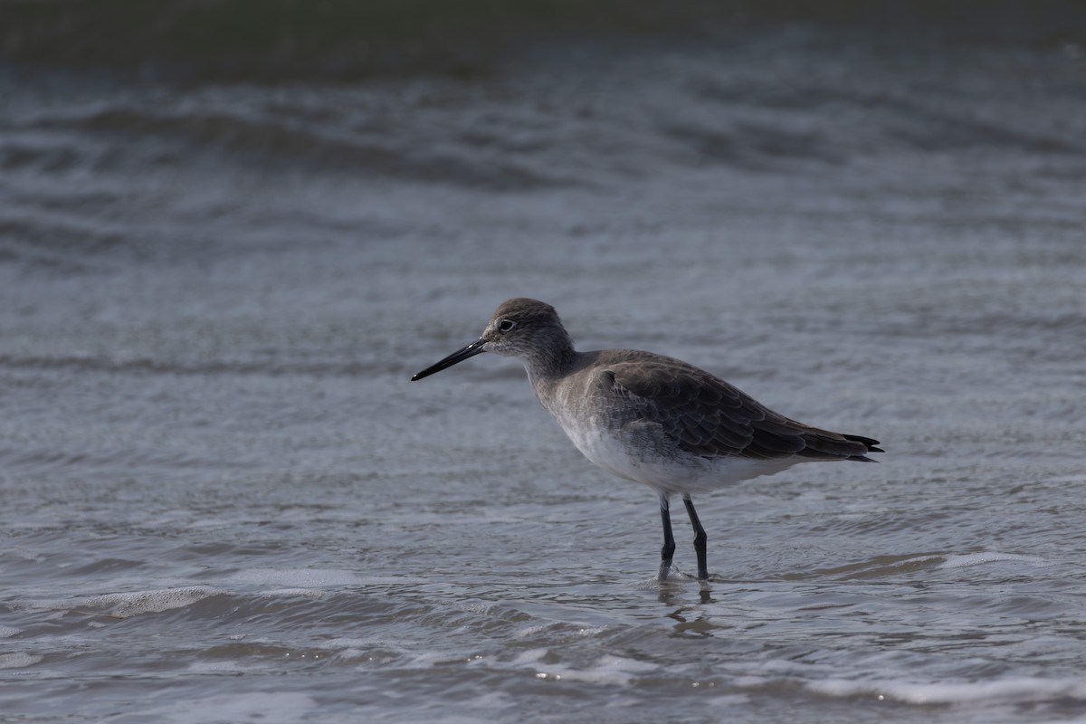 Willet (Western) - ML643956524