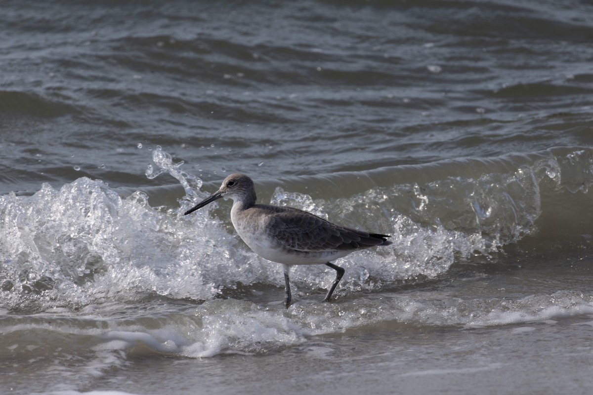 Willet (Western) - ML643956525