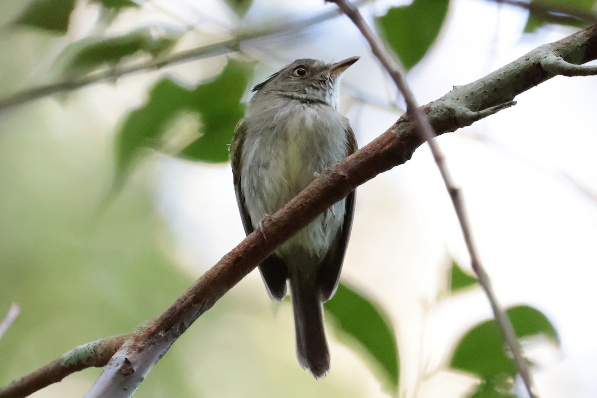 Double-banded Pygmy-Tyrant - ML643956547