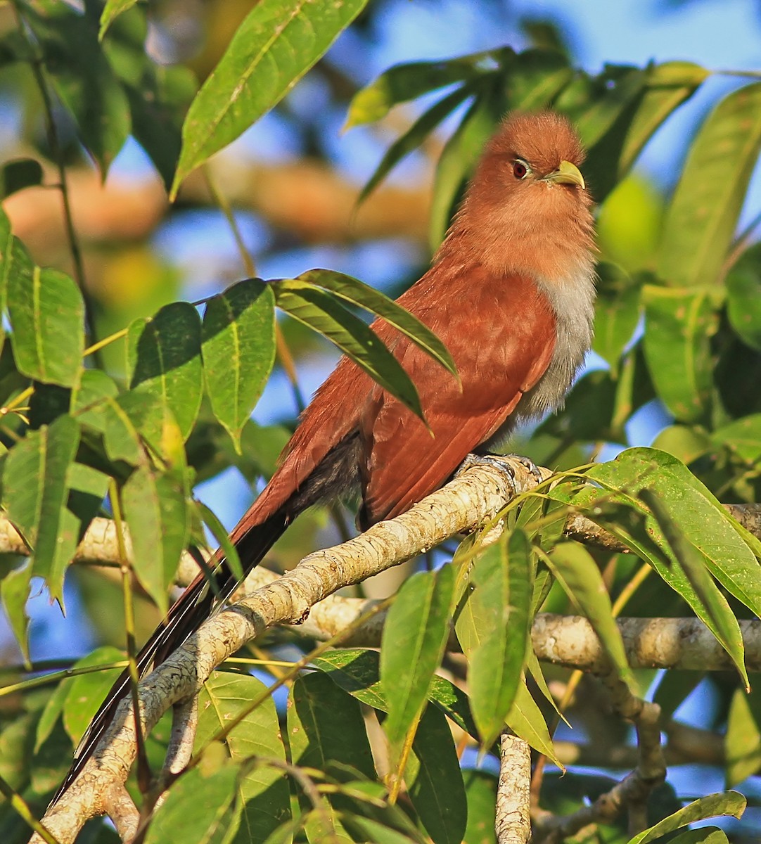 Squirrel Cuckoo - ML643956576