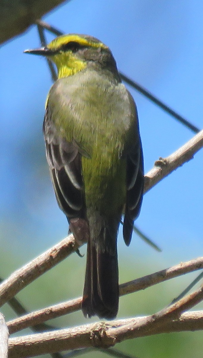 キマユタイランチョウ - ML643956578