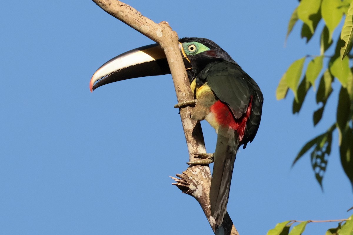 Many-banded Aracari - ML643956582