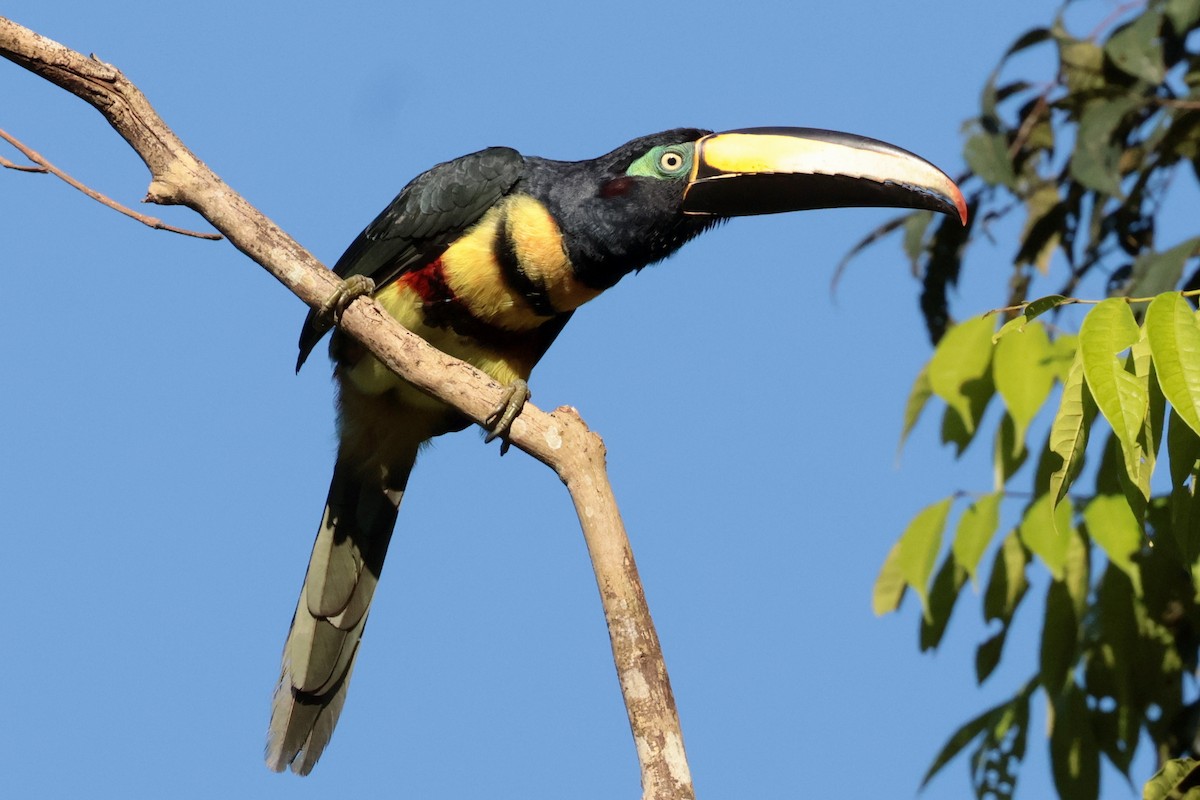 Many-banded Aracari - ML643956583