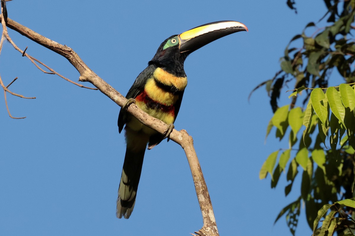 Many-banded Aracari - ML643956584