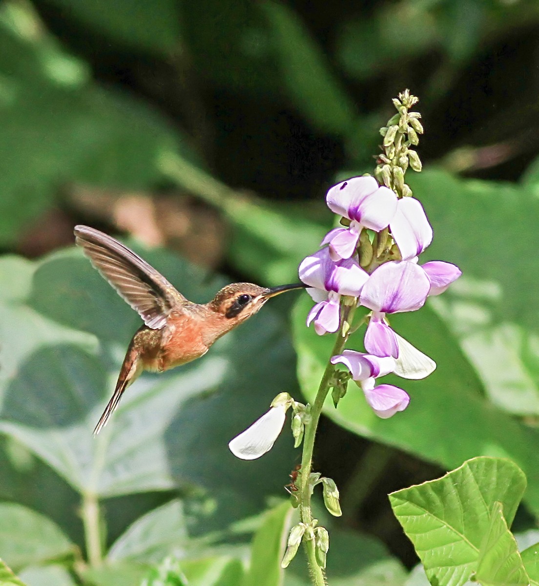 Stripe-throated Hermit - ML643956585