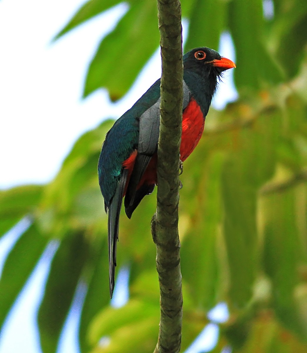 Slaty-tailed Trogon - ML643956587