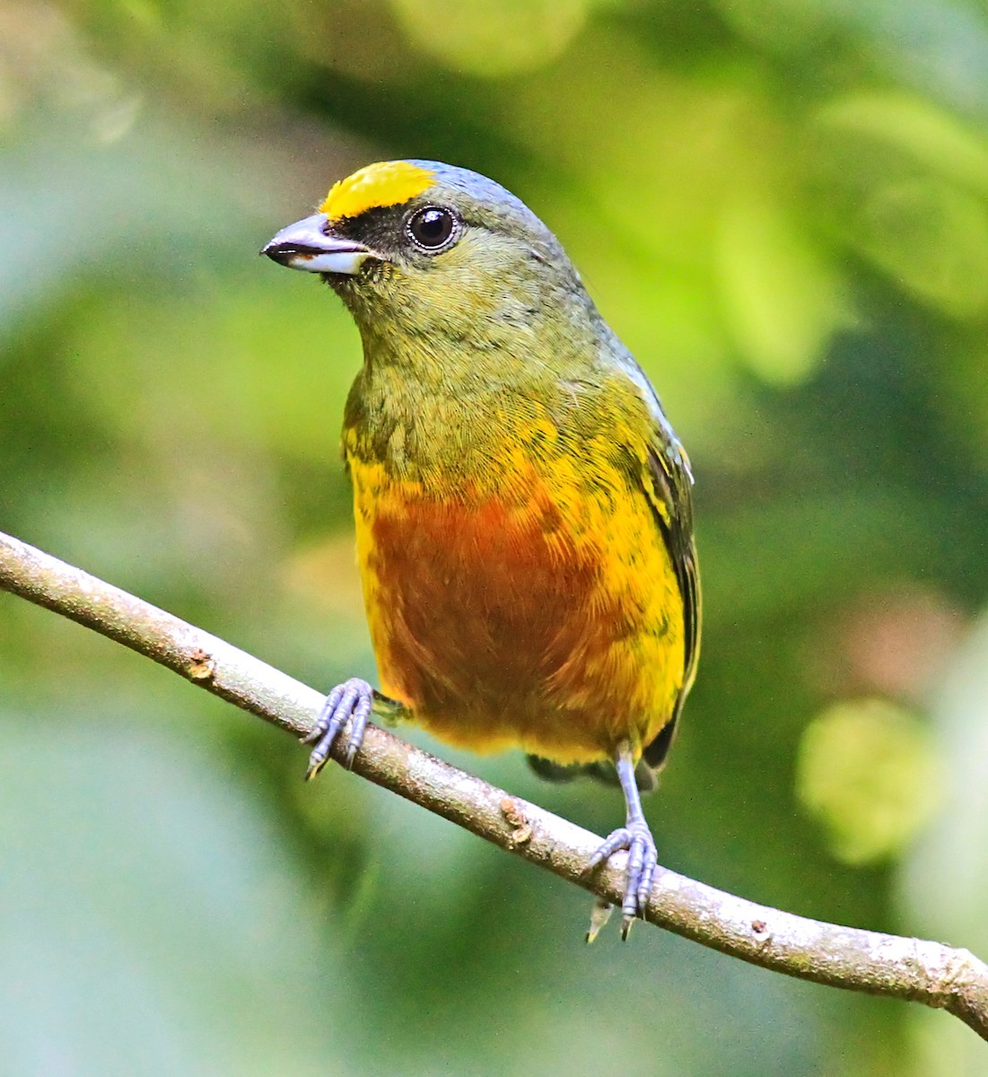 Olive-backed Euphonia - ML643956590