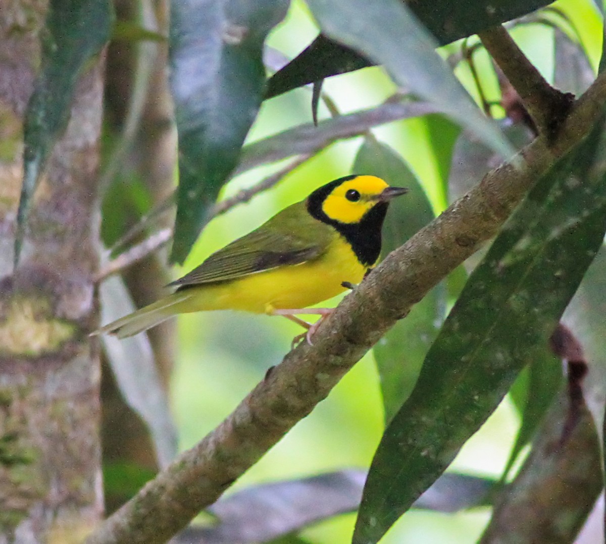 Hooded Warbler - ML643956598