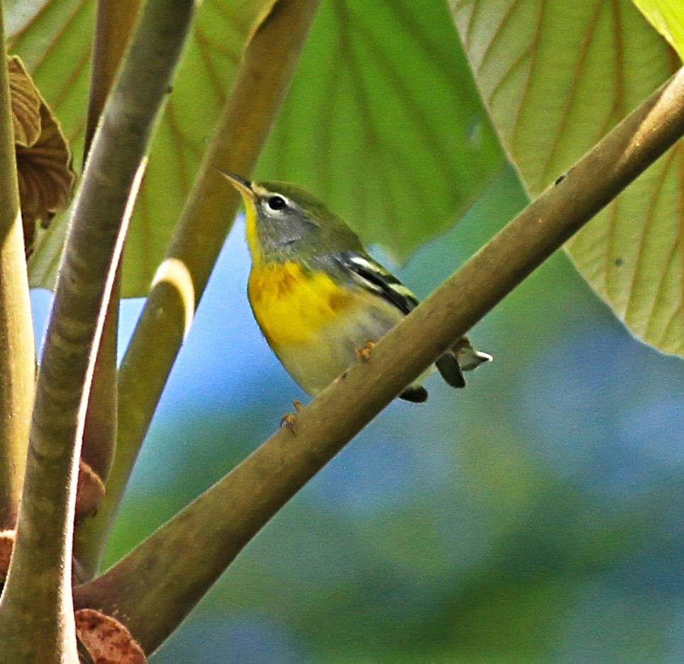 Northern Parula - ML643956602