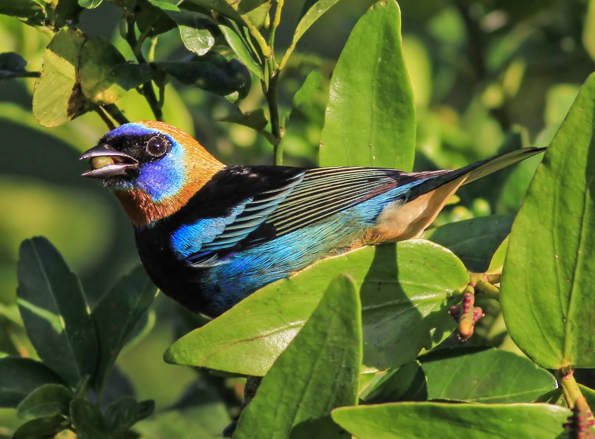Golden-hooded Tanager - ML643956609