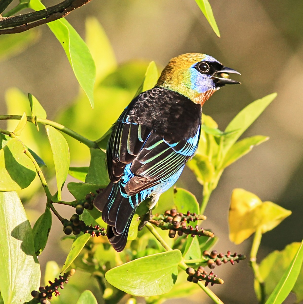 Golden-hooded Tanager - ML643956610