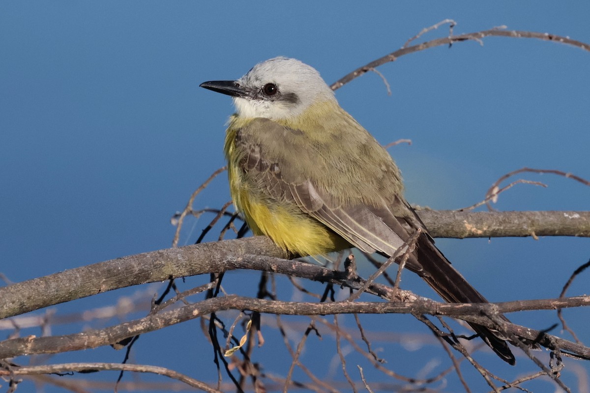 White-throated Kingbird - ML643956614
