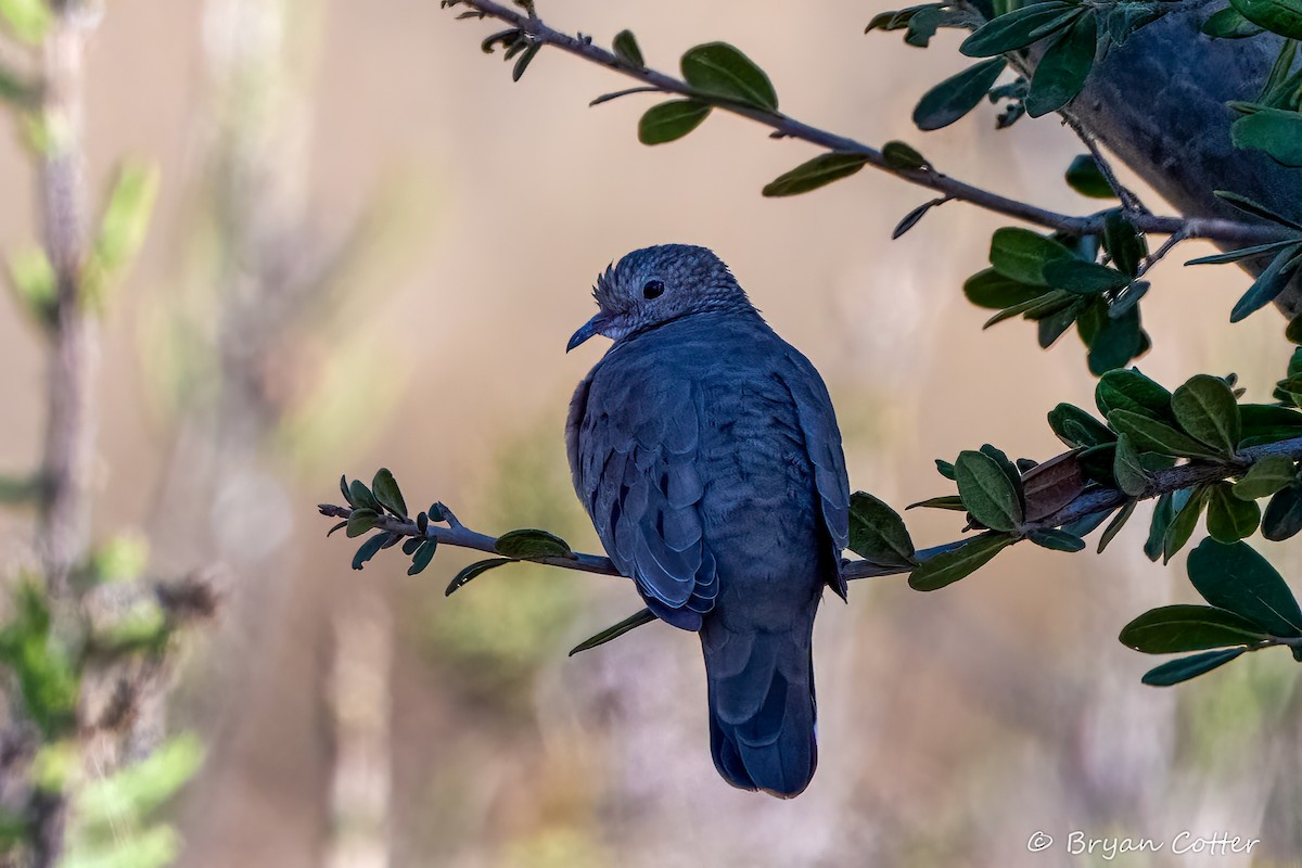 Common Ground Dove - ML643956615