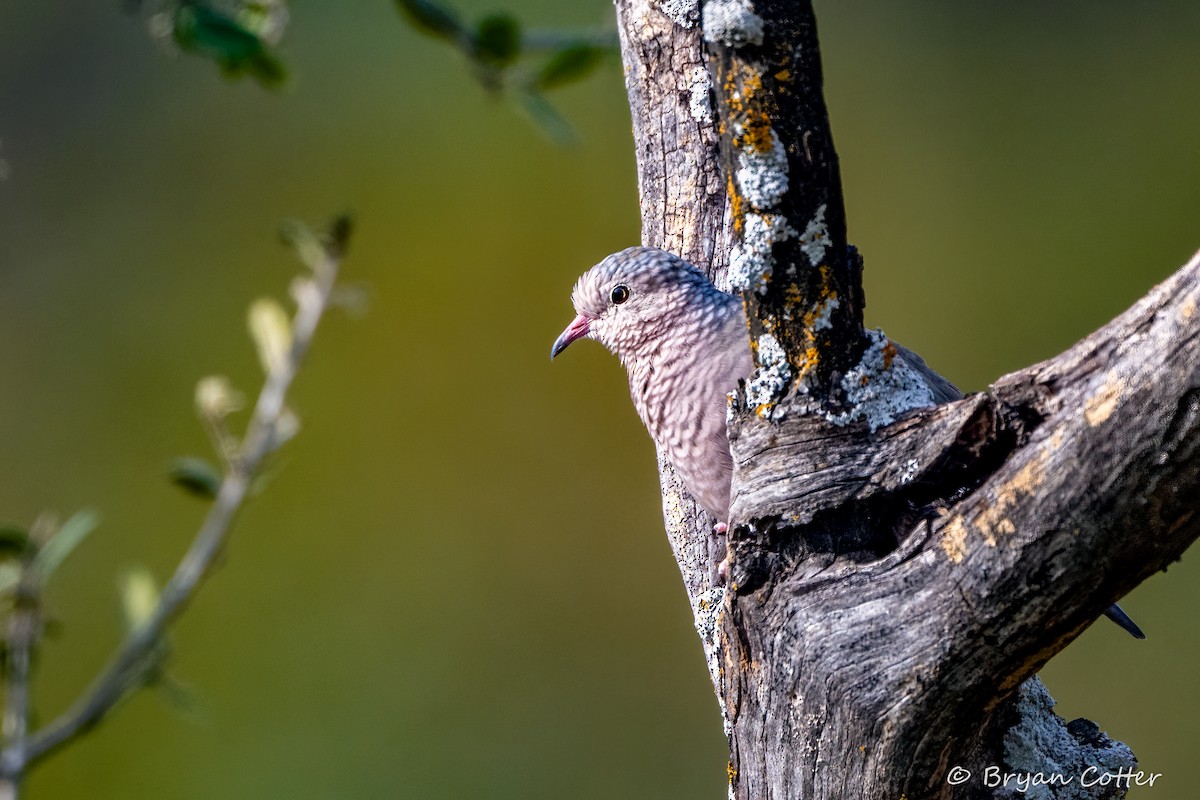 Common Ground Dove - ML643956617