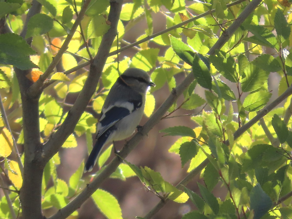Mésange azurée (groupe flavipectus) - ML643956621
