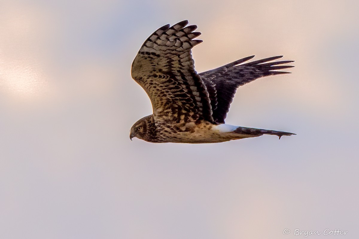 Northern Harrier - ML643956622