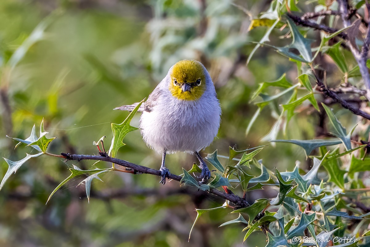 Verdin - ML643956640