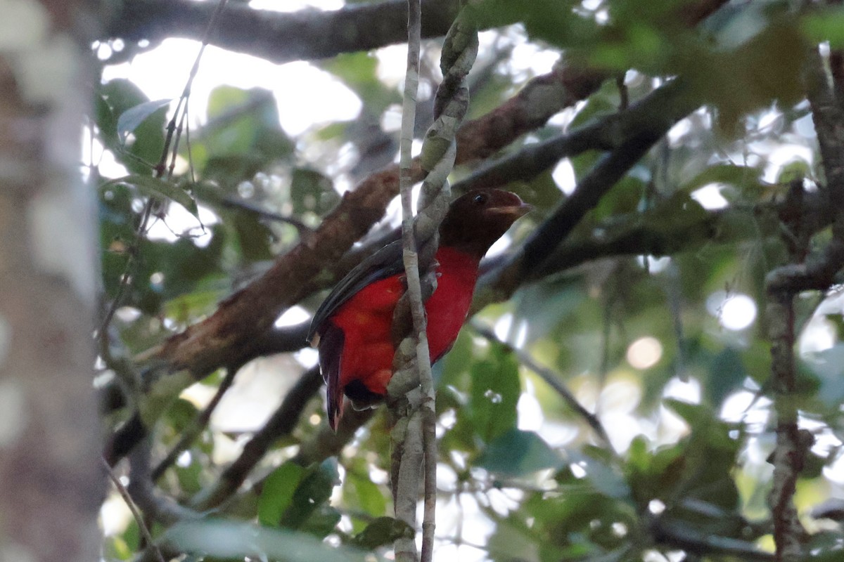 アカクロカザリドリ - ML643956643