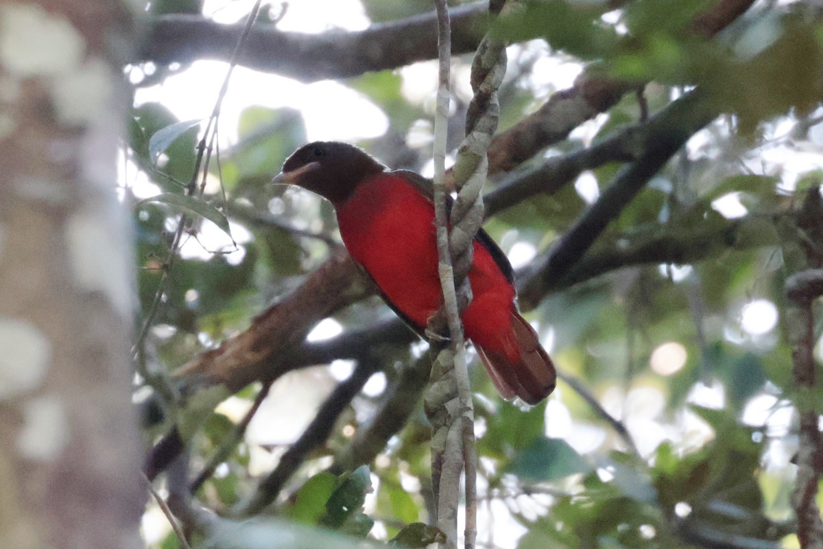 アカクロカザリドリ - ML643956644