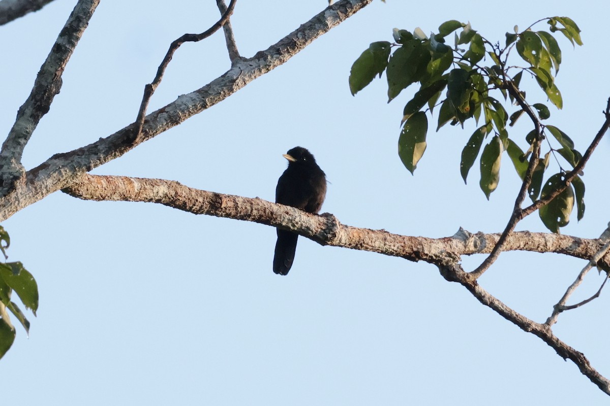 キバシクロアマドリ - ML643956656