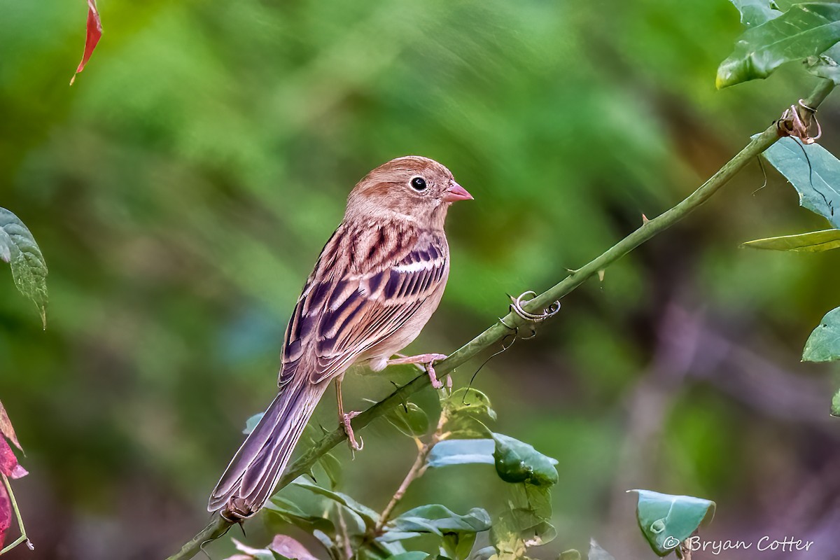 Field Sparrow - ML643956657