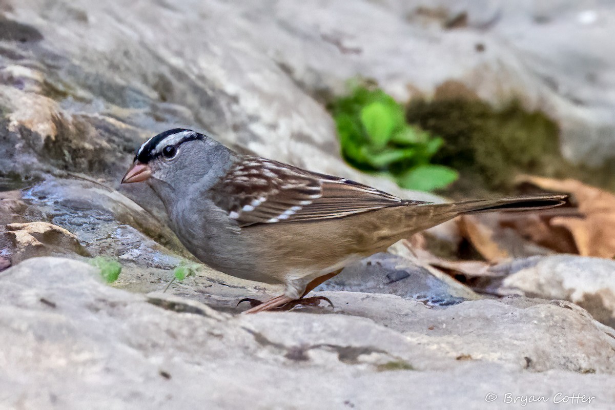 White-crowned Sparrow - ML643956660