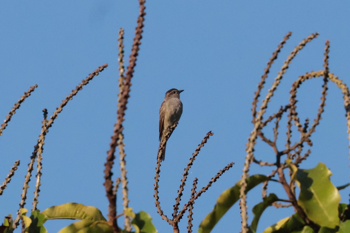 ハイイロキカムリタイランチョウ - ML643956661