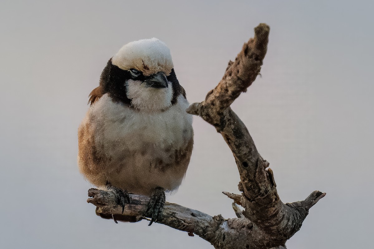 White-rumped Shrike - ML643956665