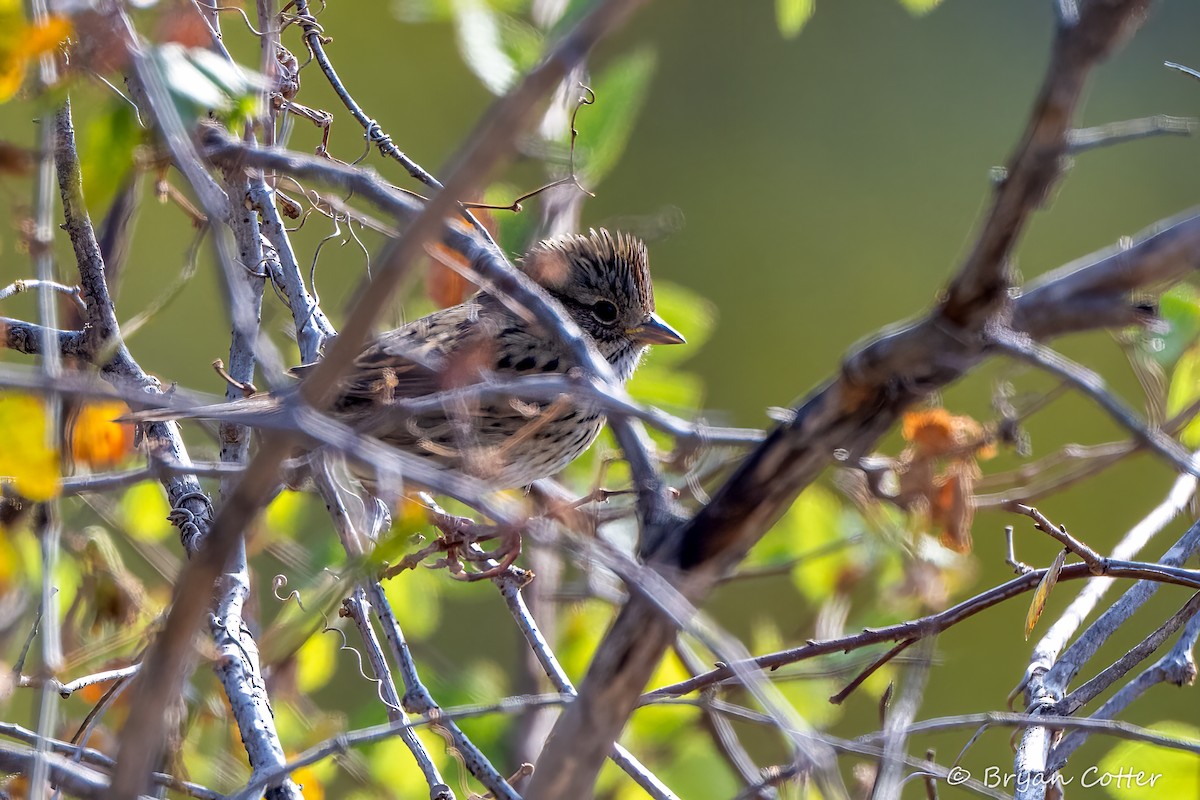 Lincoln's Sparrow - ML643956667