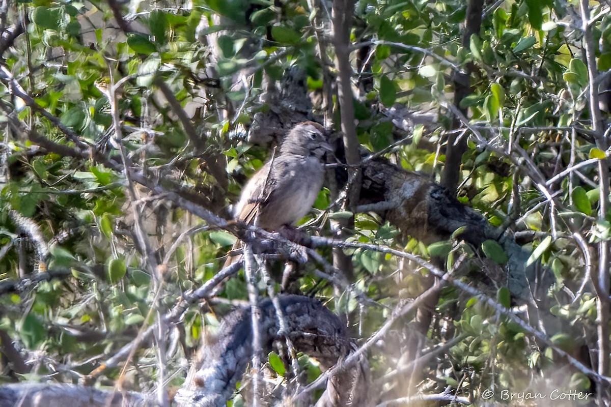 Rufous-crowned Sparrow - ML643956674