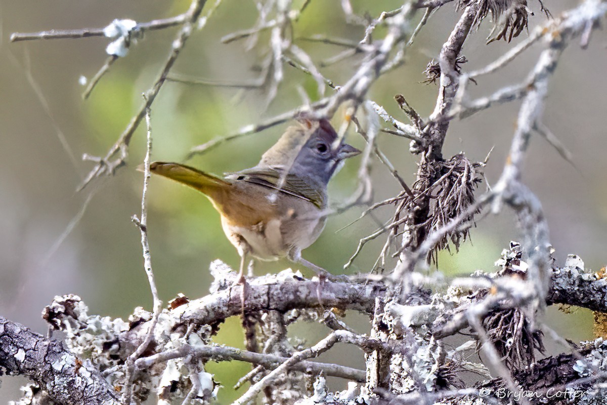 Green-tailed Towhee - ML643956677