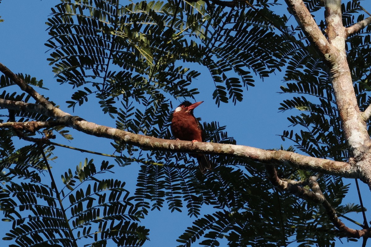 White-eared Jacamar - ML643956687