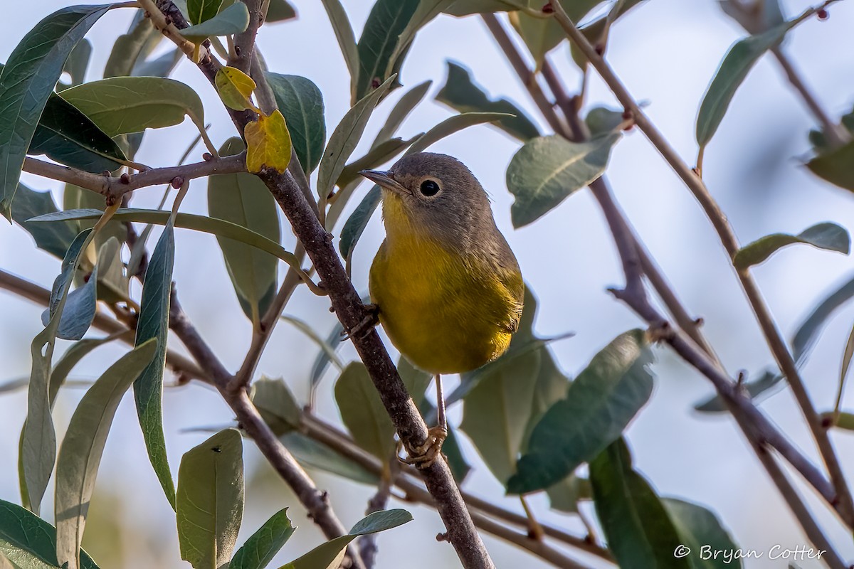 Nashville Warbler - ML643956695