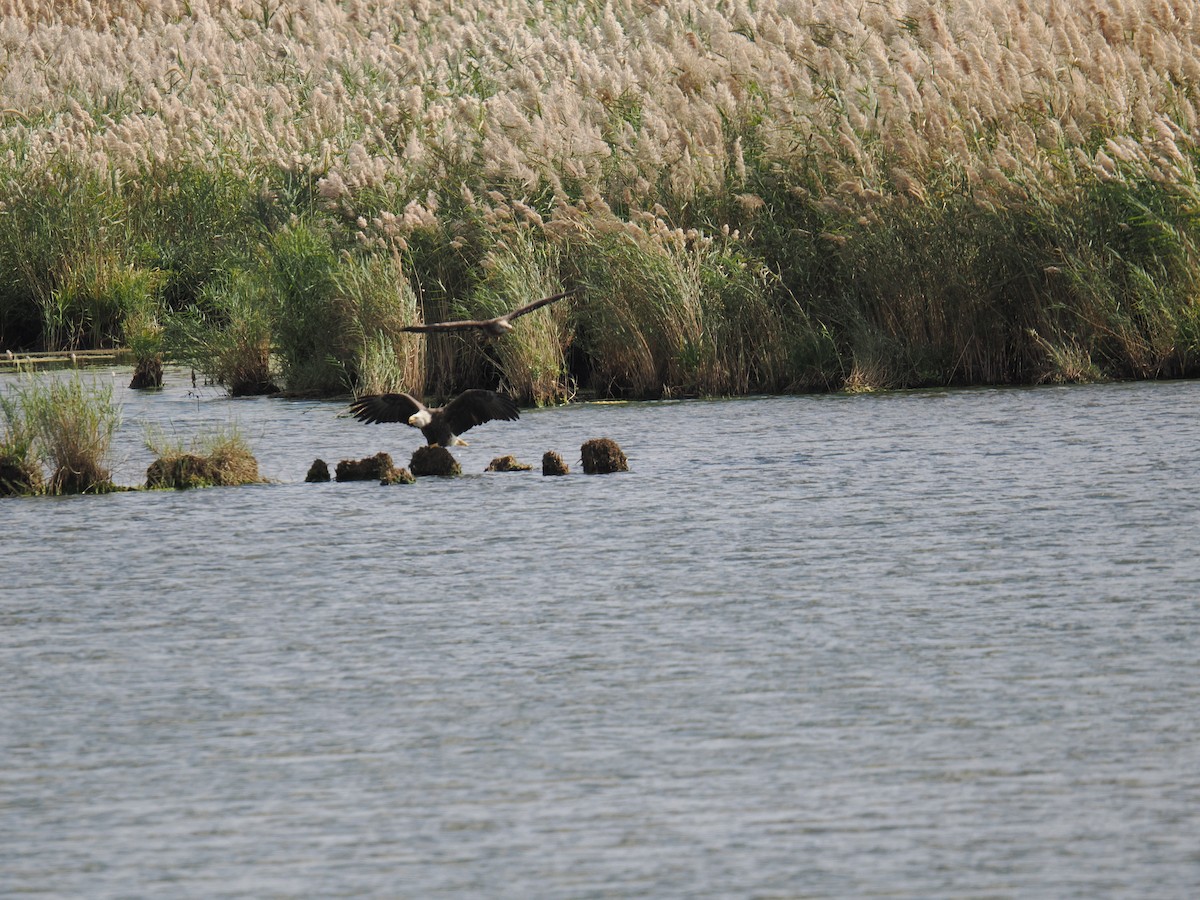 Bald Eagle - ML643956701