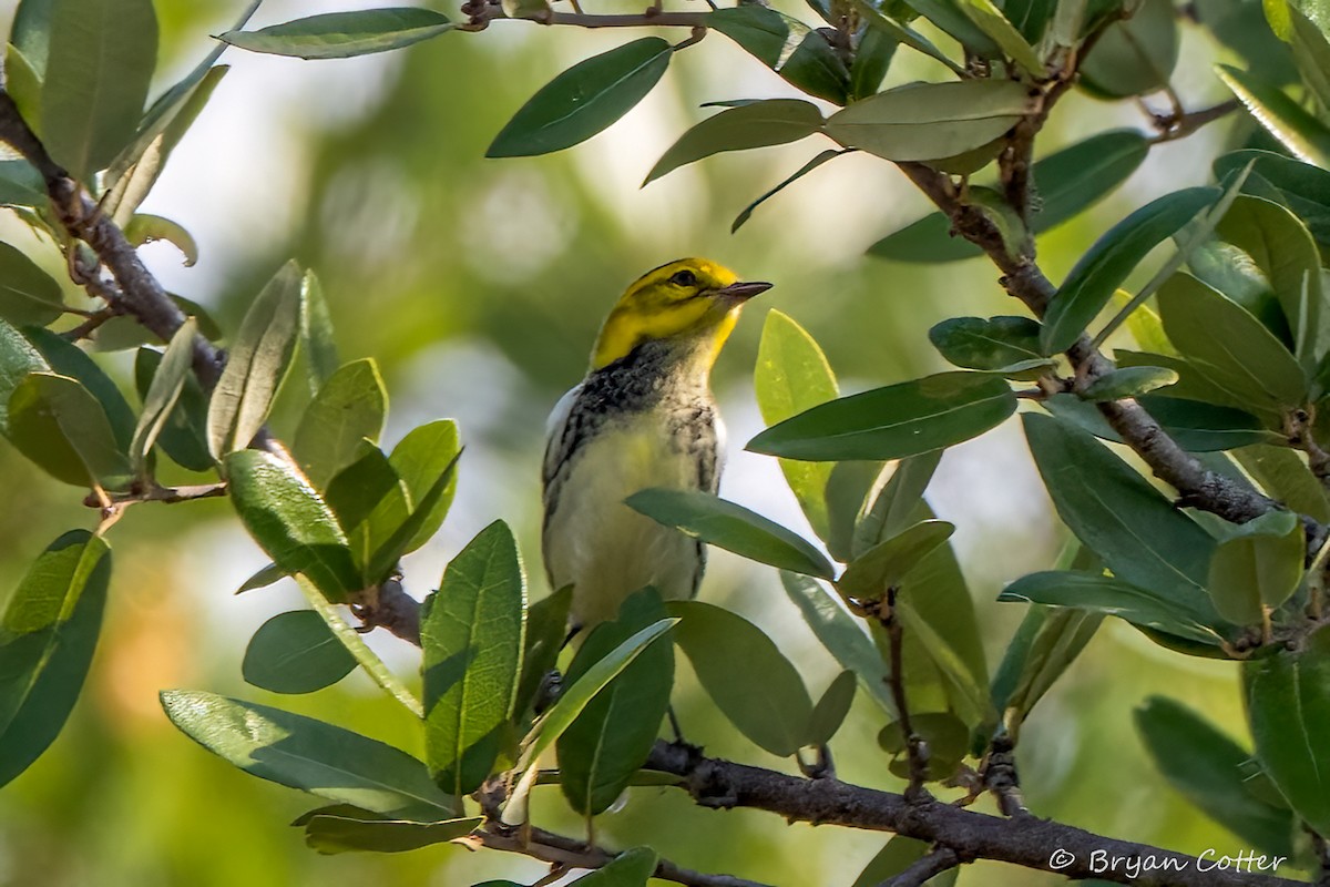 Black-throated Green Warbler - ML643956702