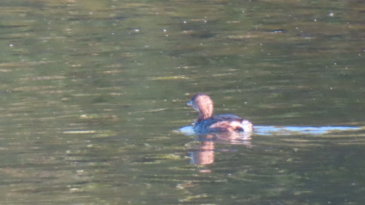 Pied-billed Grebe - ML643956705
