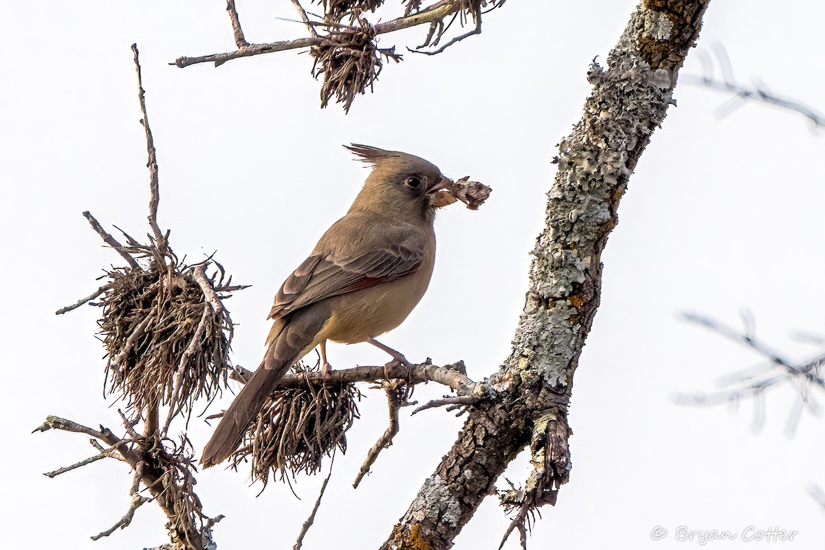 Pyrrhuloxia - ML643956708